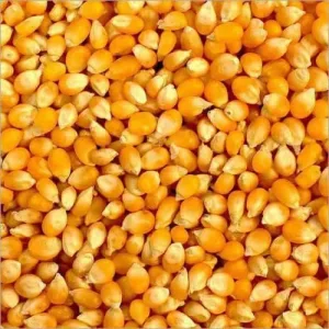 Maize (1 Tonne)
