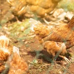 Feeding Africa’s Future: Affordable, High-Nutrient Livestock Feed Solutions